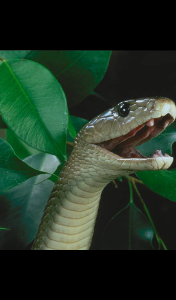 Pet Black Mamba - HD Wallpaper 