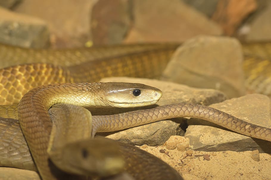 Snake, Black Mamba, Dangerous, Reptile, Toxic, Creature, - Serpiente Grande Rapida Y Muy Venenosa - HD Wallpaper 