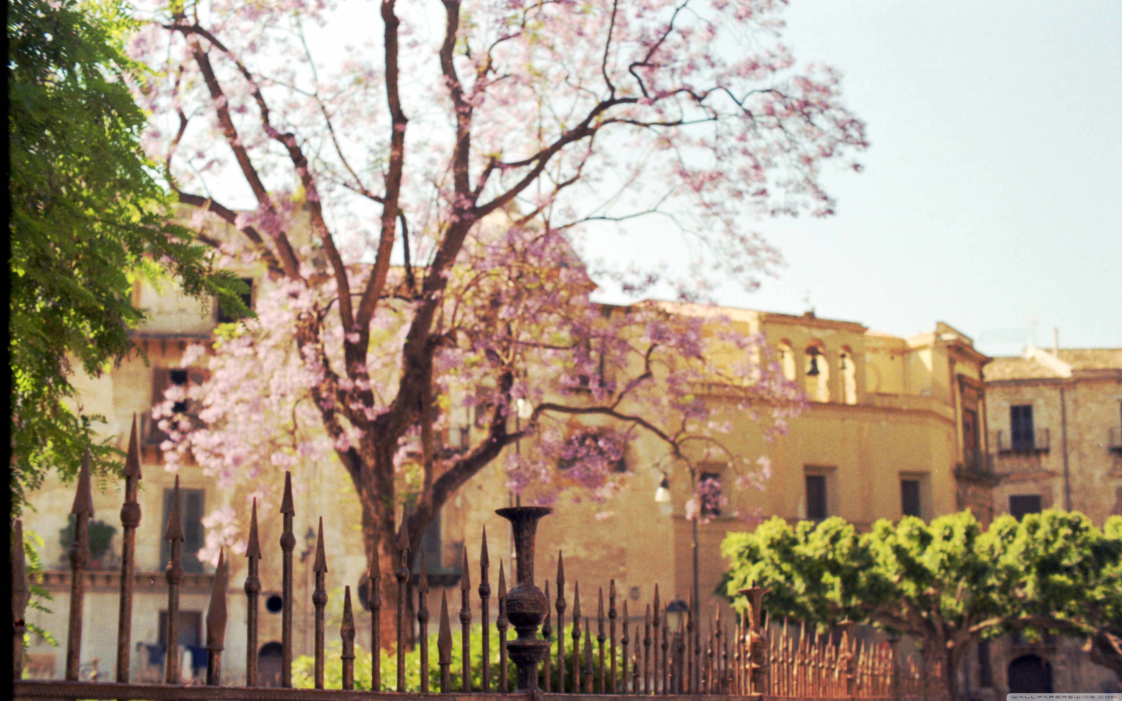 Wallpaper - HD Wallpaper 