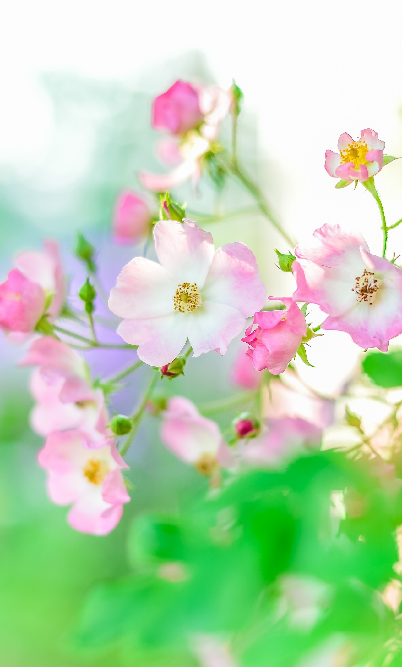 Summer, Plants, Blur, Portrait, Flowers, Wallpaper - Iphone Summer Flower Iphone Wallpaper Flower - HD Wallpaper 