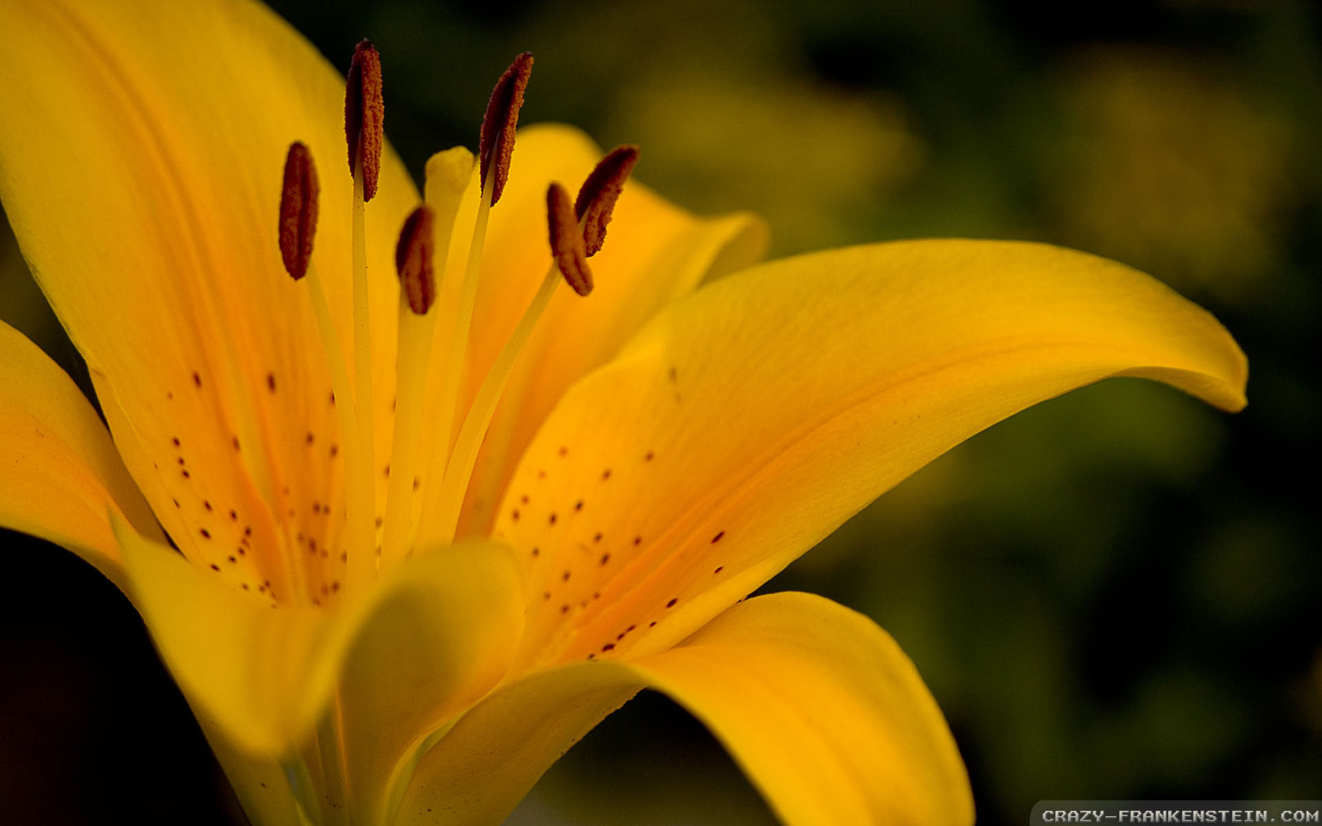 Yellow Flower - HD Wallpaper 