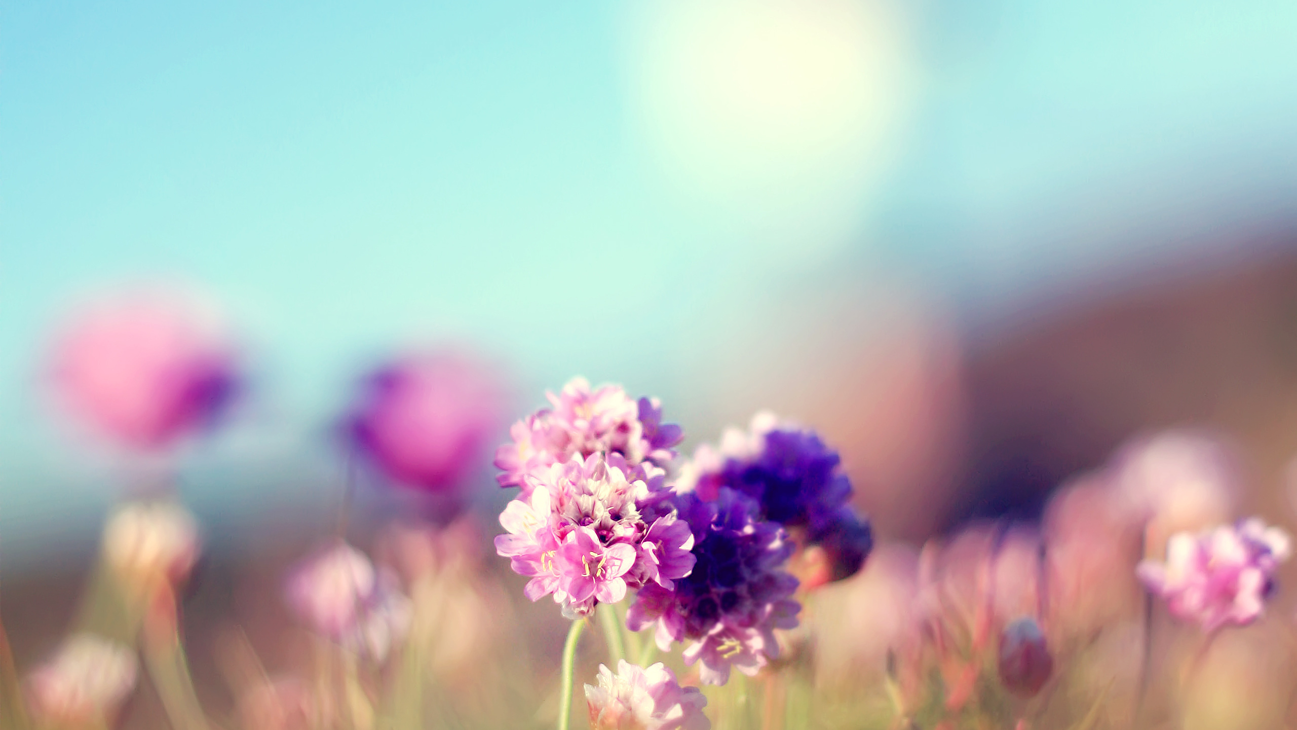 Summer, Flowers, Sunny, Focus, Pink, Field, Field Photo - Funeral Flowers - HD Wallpaper 