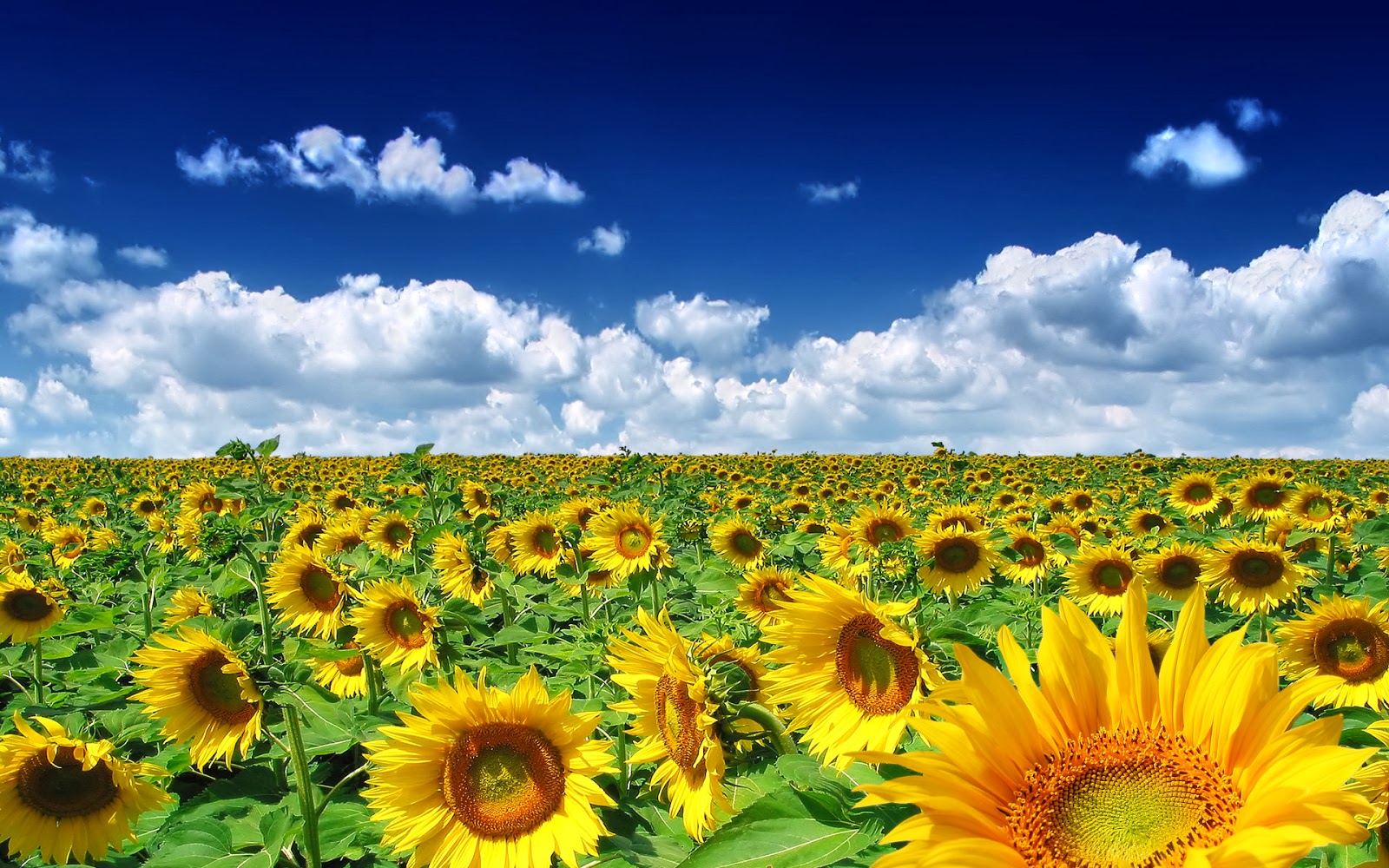 Desktop Background Sunflowers - HD Wallpaper 