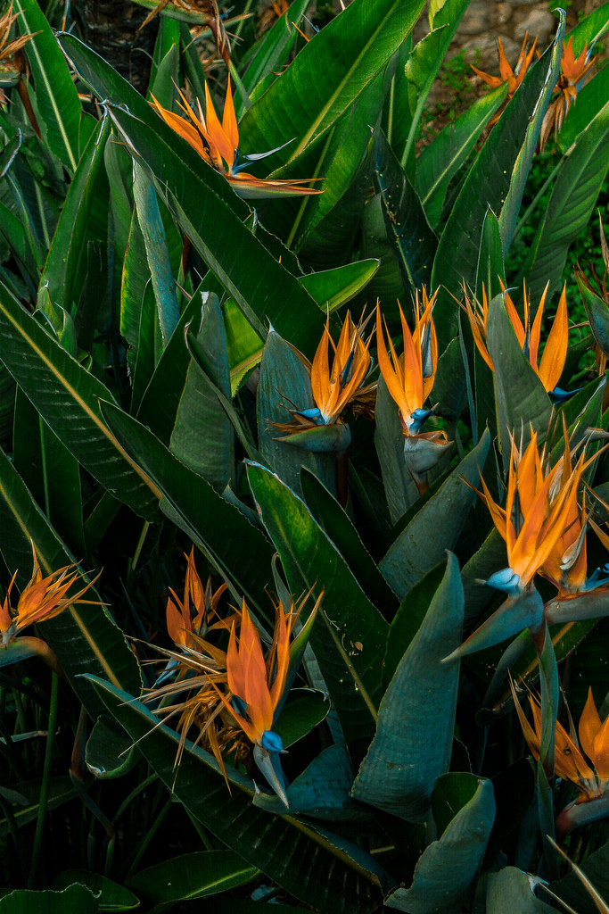 Bird Of Paradise - HD Wallpaper 