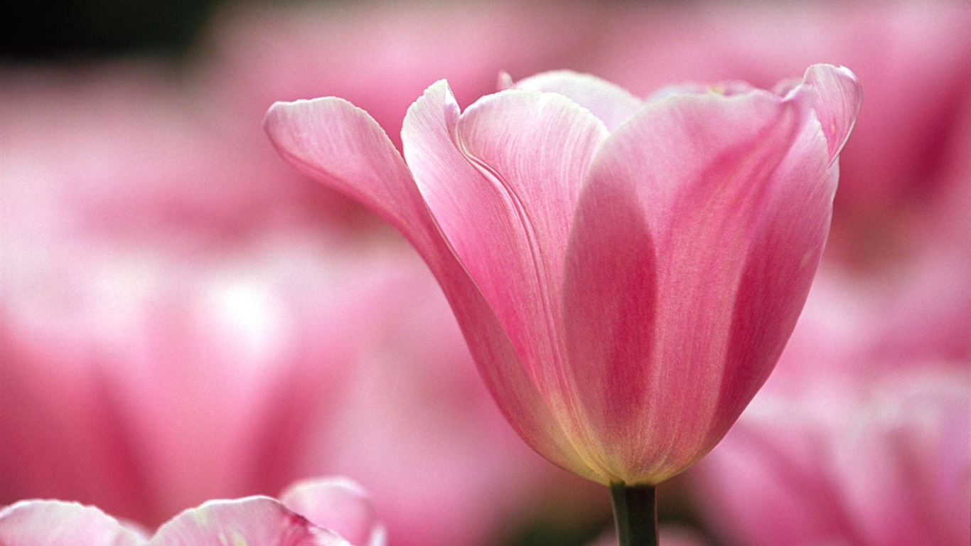 Transparence Vincennes-summer Flowers Wallpaper2012 - Wallpaper - HD Wallpaper 