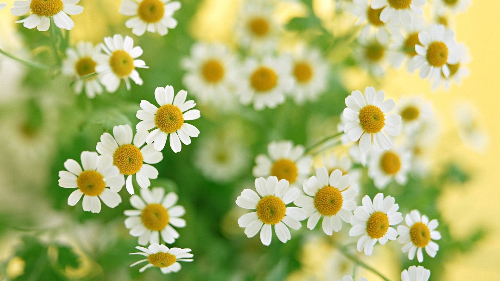 Wallpaper Chamomile Flowers Summer Flower Petals White Green Yellow Flower 1920x1080 Wallpaper Teahub Io