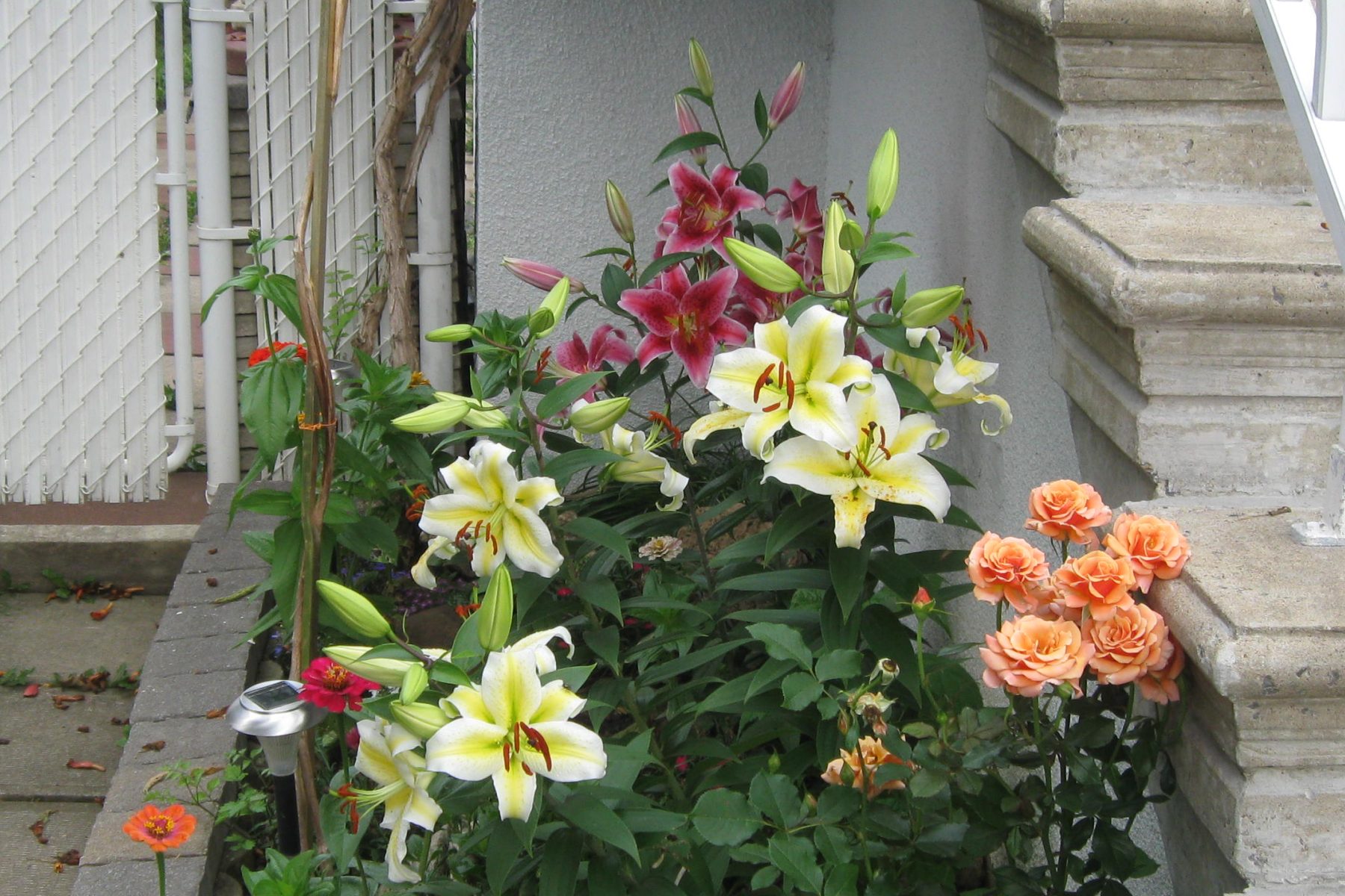 Lilies And Roses In The Garden - HD Wallpaper 