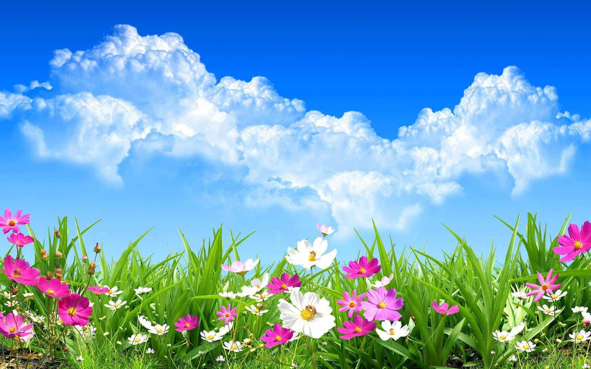 Blue Sky And Flowers - HD Wallpaper 