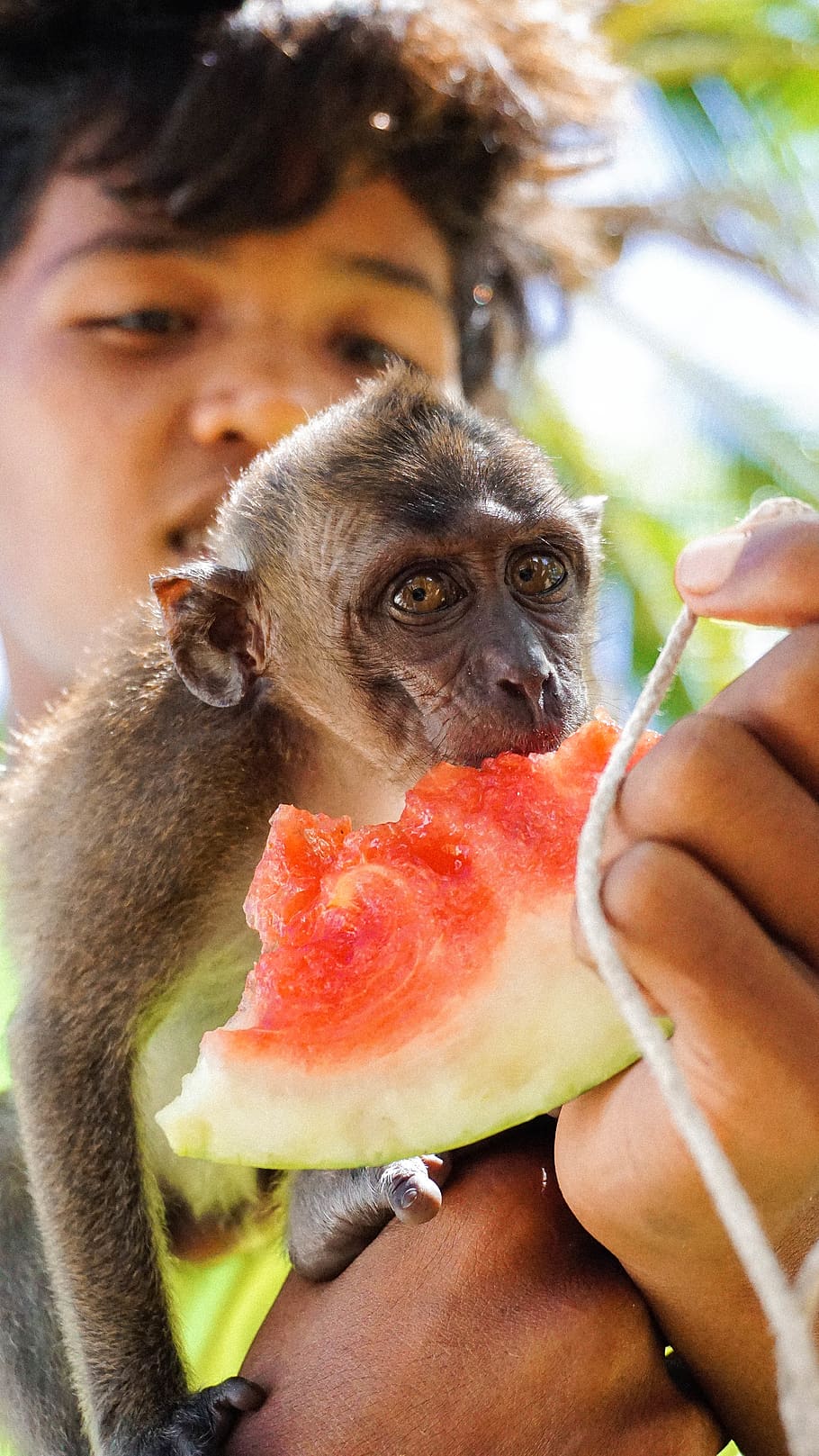 Philippines, Busuanga, Pass Island, Pet, Cute, Monkey, - Macaque - HD Wallpaper 