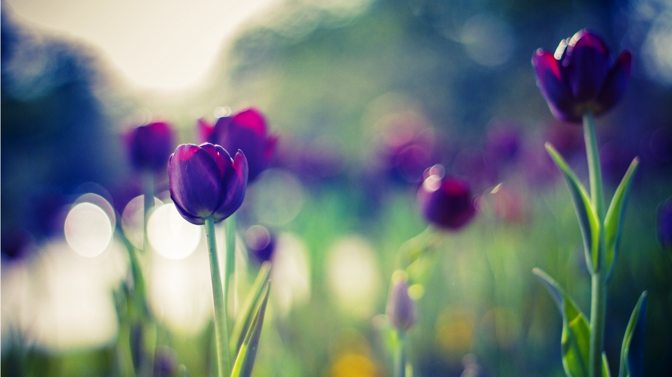 Beautiful Purple Summer Flowers - Tulip - HD Wallpaper 