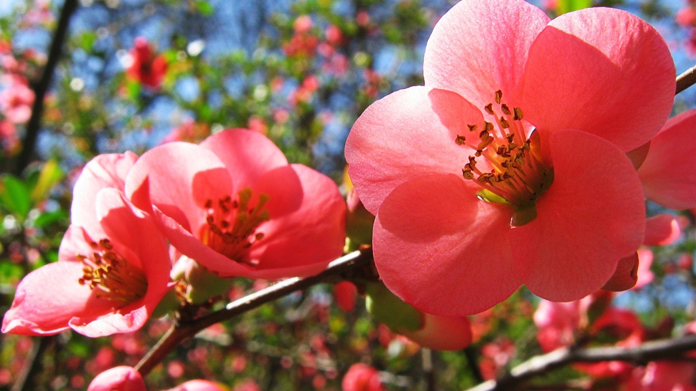 Cherry Flowers-summer Flowers Wallpaper2012 - Cherry Flowers - HD Wallpaper 