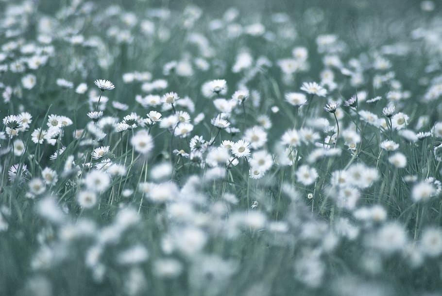 Fields, Daisies, Garden, Nature, Summer Flowers, White - Dandelion - HD Wallpaper 