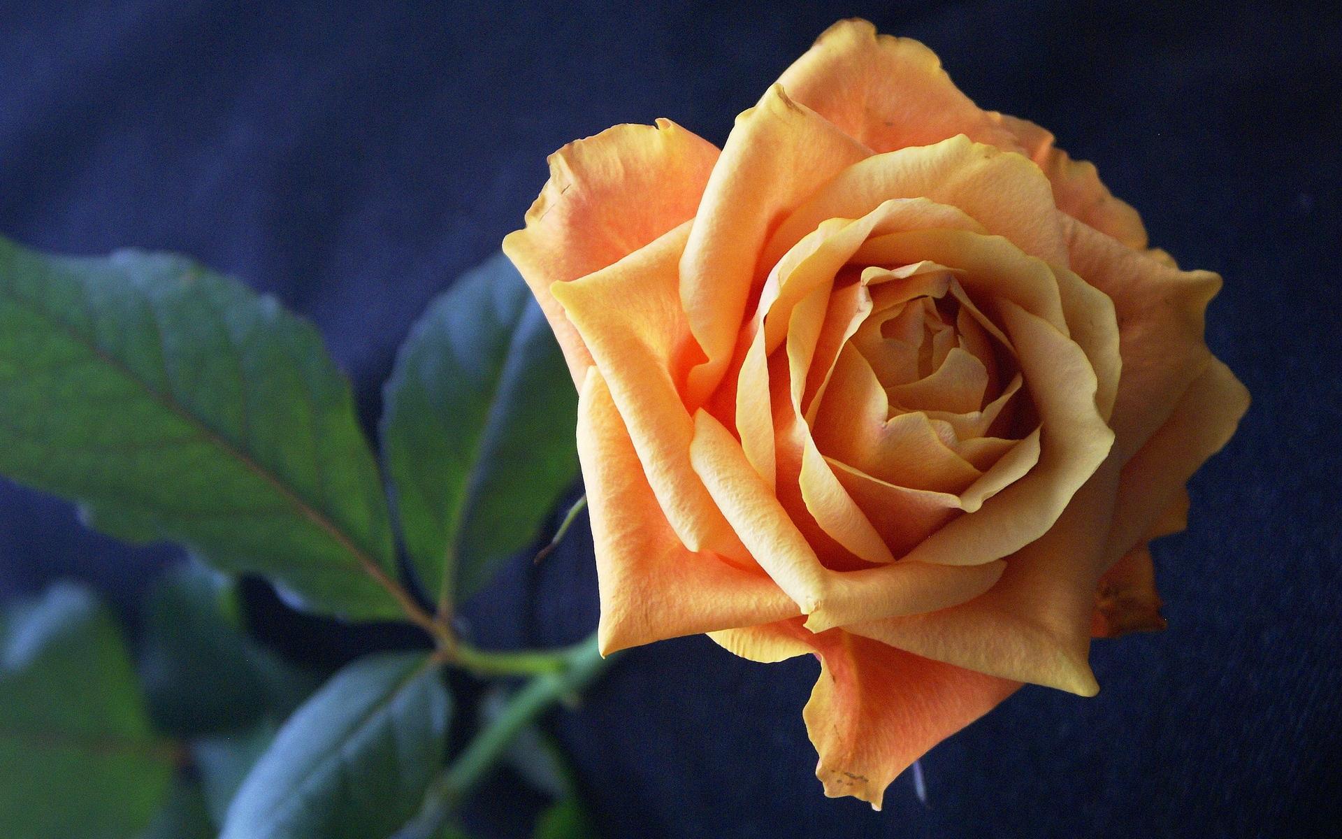 Golden Rose - Cool Flowers - HD Wallpaper 
