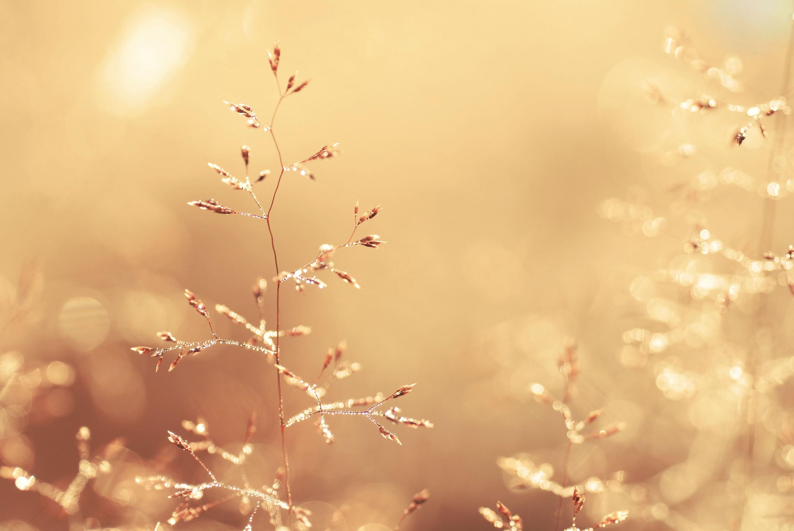 Golden Color - Nature Wallpaper Light Color - HD Wallpaper 