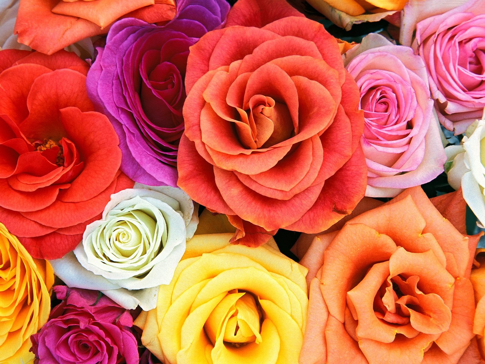 Shiny Golden Roses Wallpapers, Rose Flower Images, - Roses Red Pink Orange - HD Wallpaper 