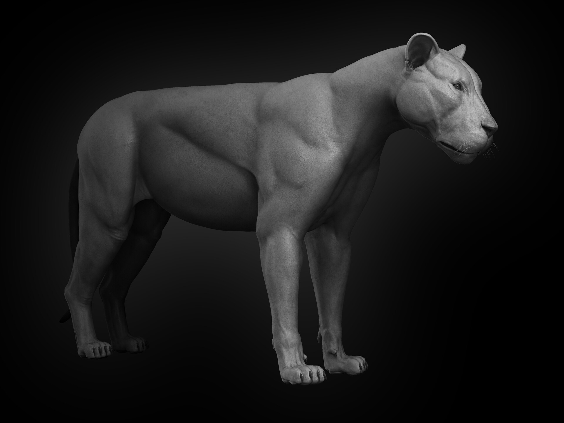 Lion Anatomy - HD Wallpaper 