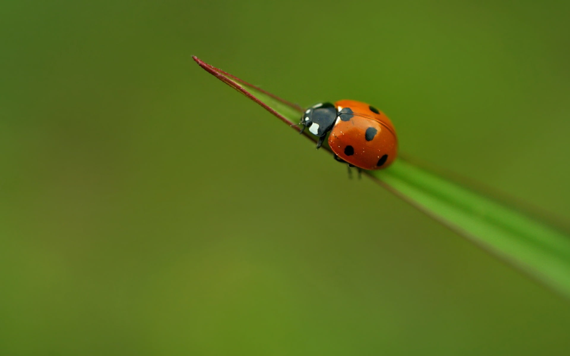 Baby Lady Bird Insect - HD Wallpaper 