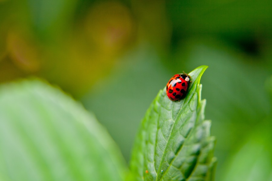 Ladybug Wallpaper Phone - HD Wallpaper 