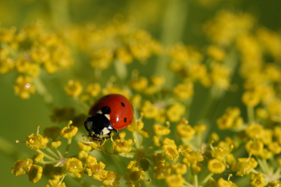Ladybug Close Up Nature Bug Macro Insect Wildlife Beetle - Ladybug - HD Wallpaper 