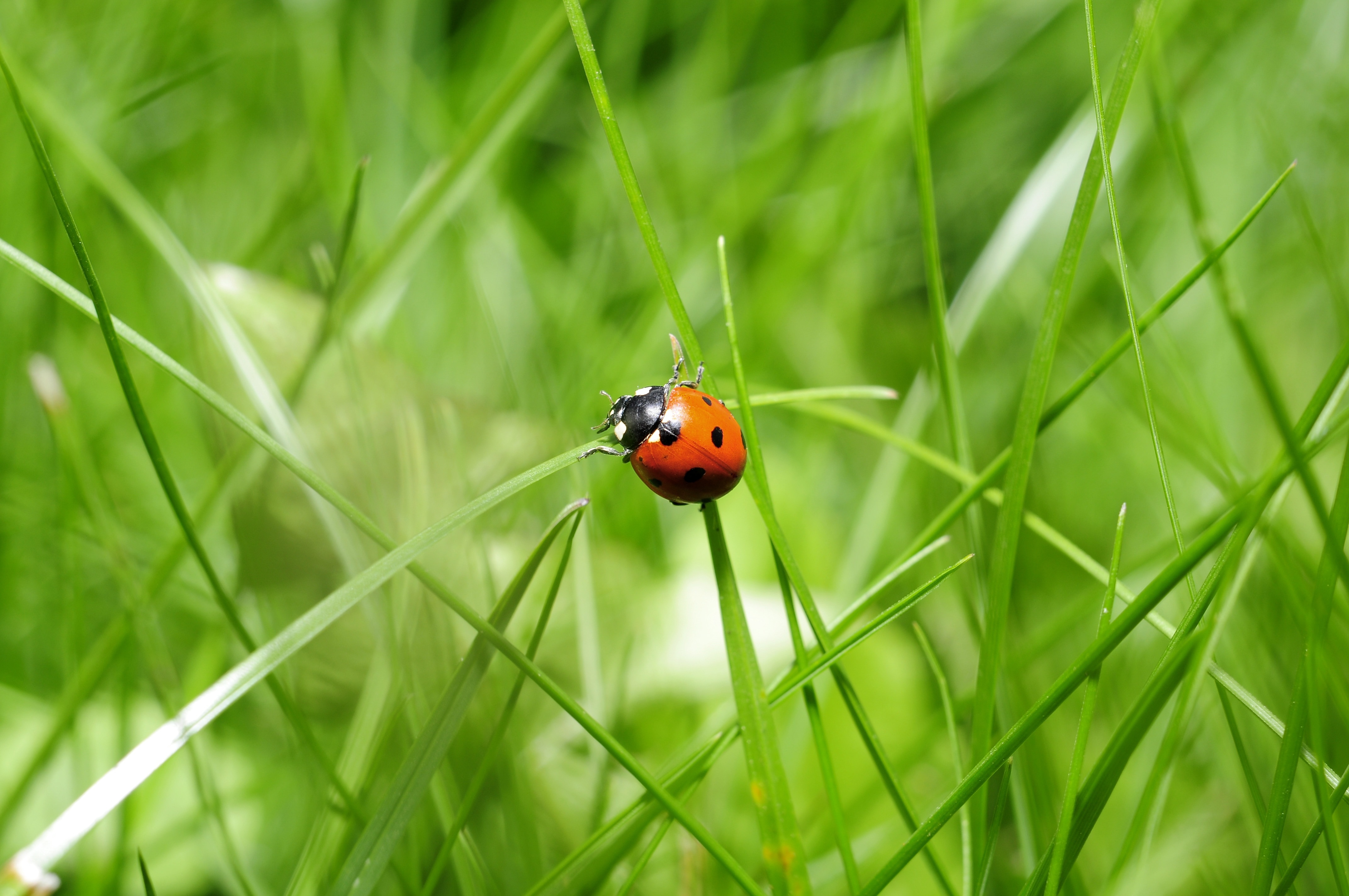 Insect In The Grass - HD Wallpaper 