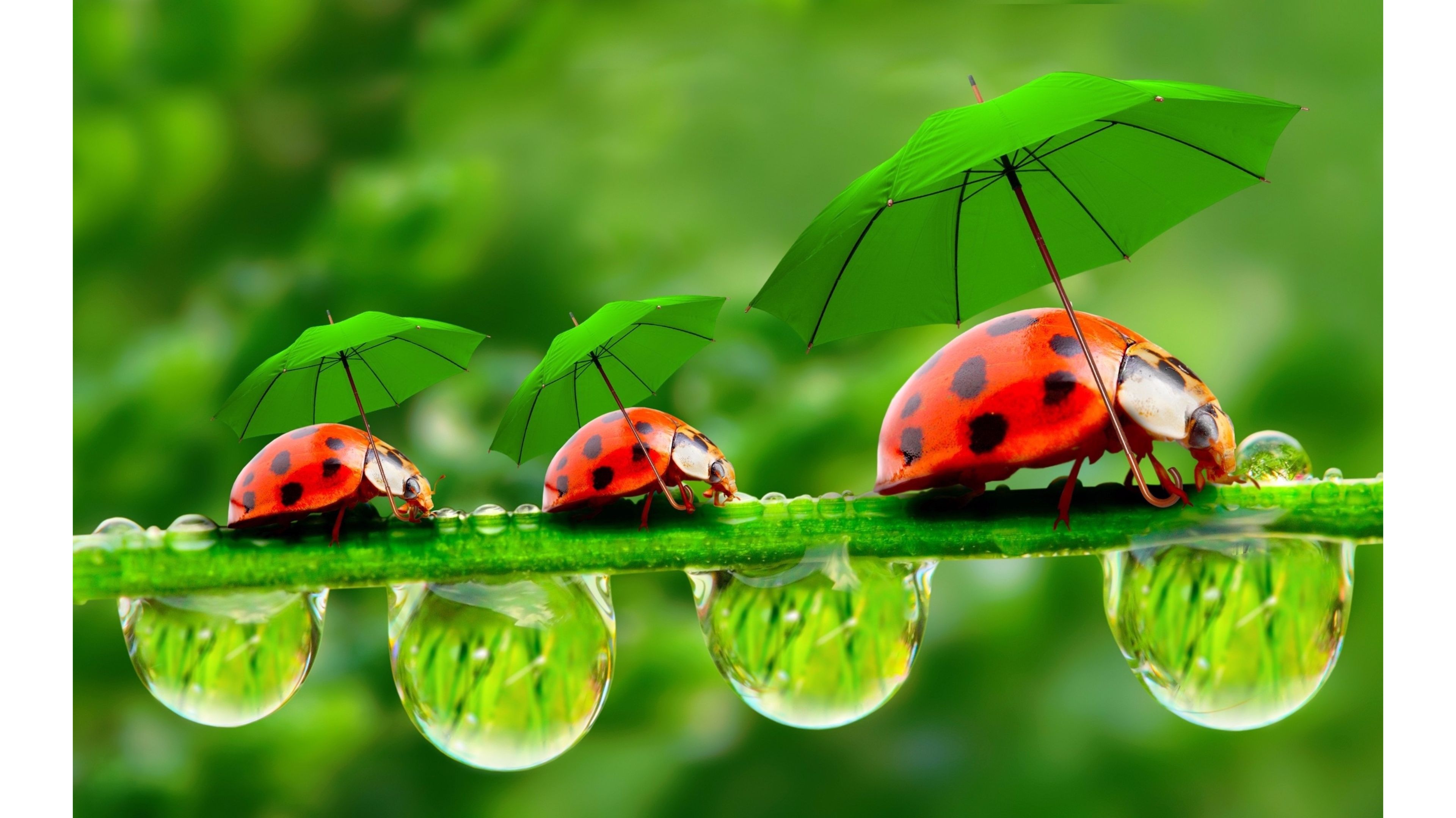 Ladybug Wallpaper For Computer - Ladybugs With Umbrellas - HD Wallpaper 