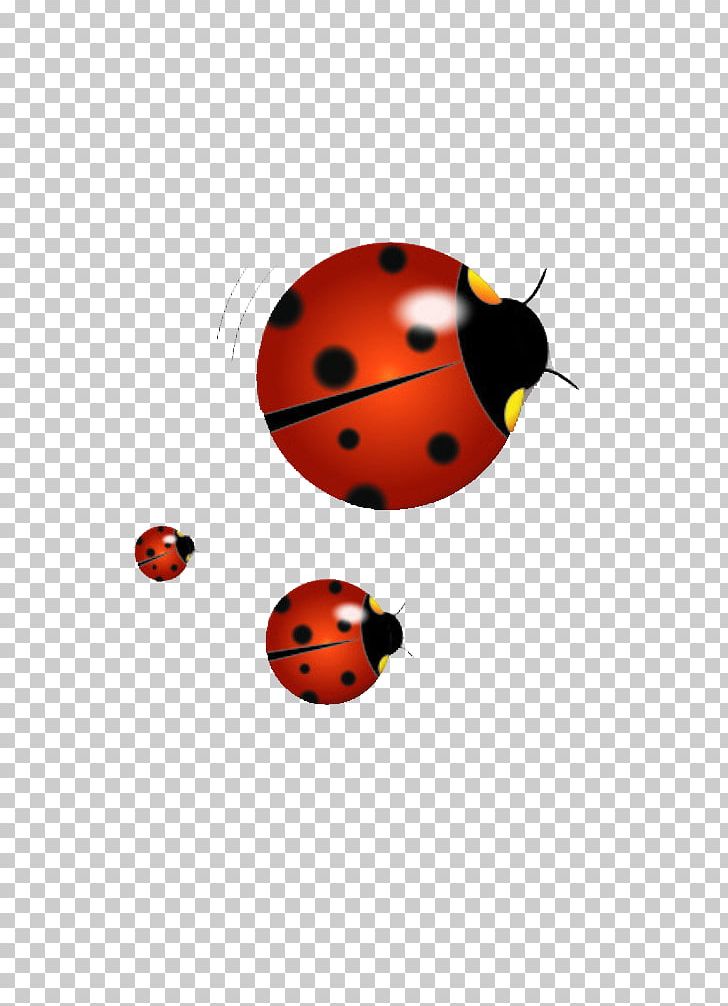 Ladybird Illustration Png, Clipart, Animal, Beetle, - Shadow Fight 2 Avatar Png - HD Wallpaper 