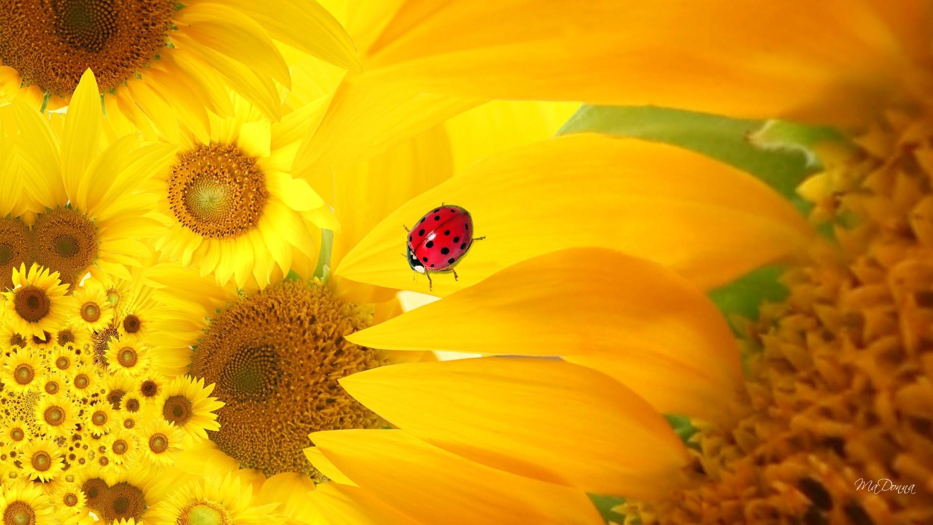 Hd Sunflower Ladybug Wallpaper - HD Wallpaper 