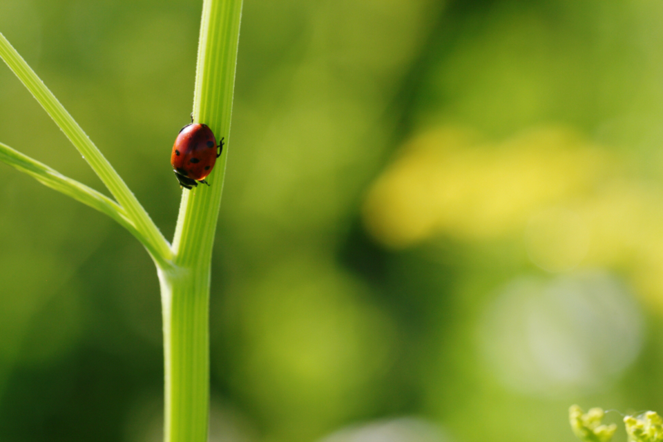 Ladybug Close Up Nature Bug Green Macro Insect Wildlife - HD Wallpaper 