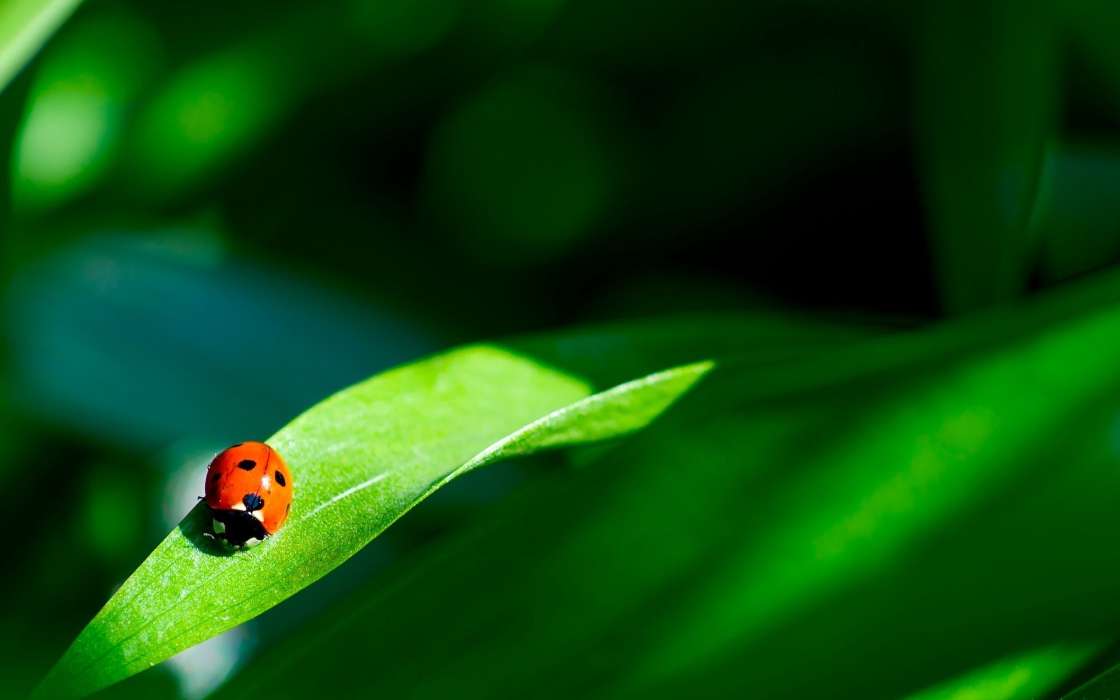 Download Mobile Wallpaper Insects, Ladybugs For Free - Ladybug On A Leaf Background - HD Wallpaper 