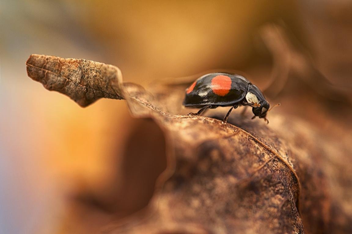 Download Hd Ladybug Pc Wallpaper Id - Ladybird Beetle - HD Wallpaper 