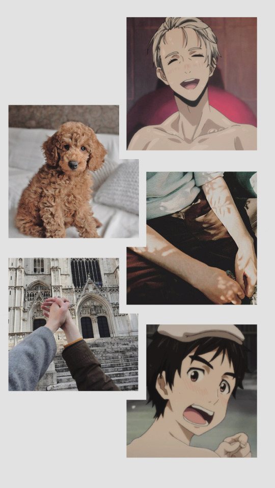 Labradoodle - HD Wallpaper 