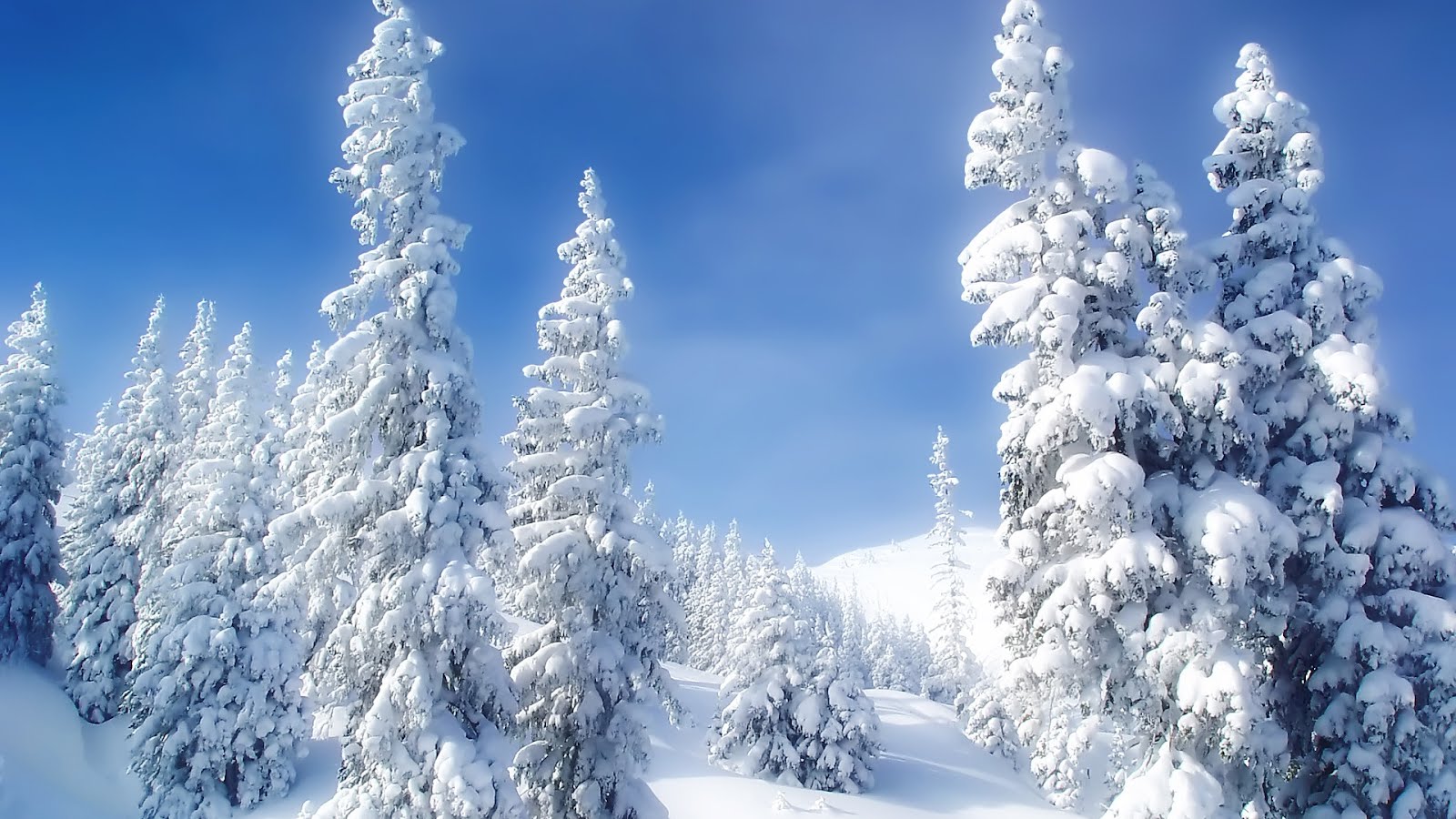 Winter Wonderland Download Free Wallpapers For Hd Desktop - Winter Wonderland Desktop Backgrounds - HD Wallpaper 
