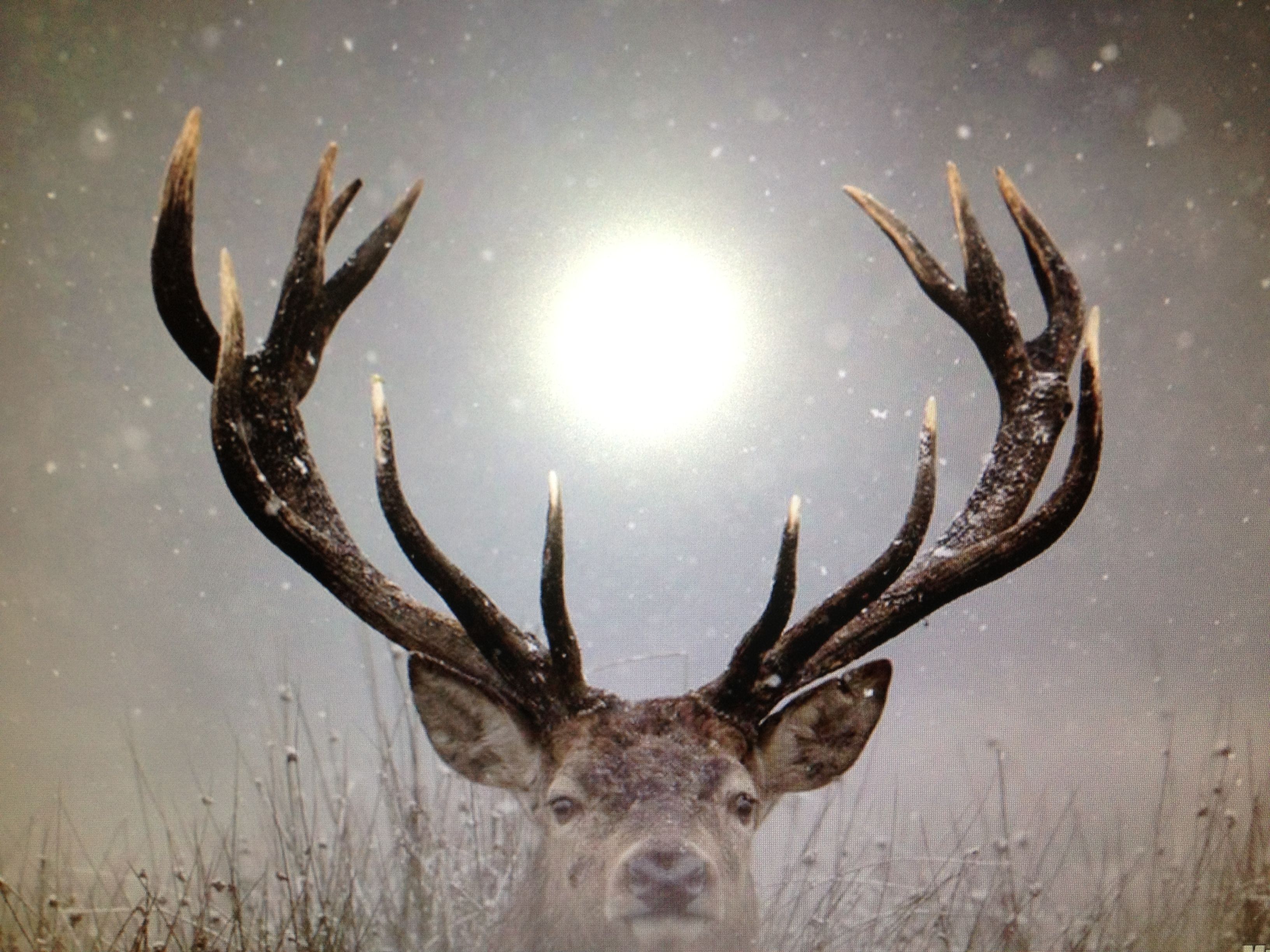Deer Snow - HD Wallpaper 