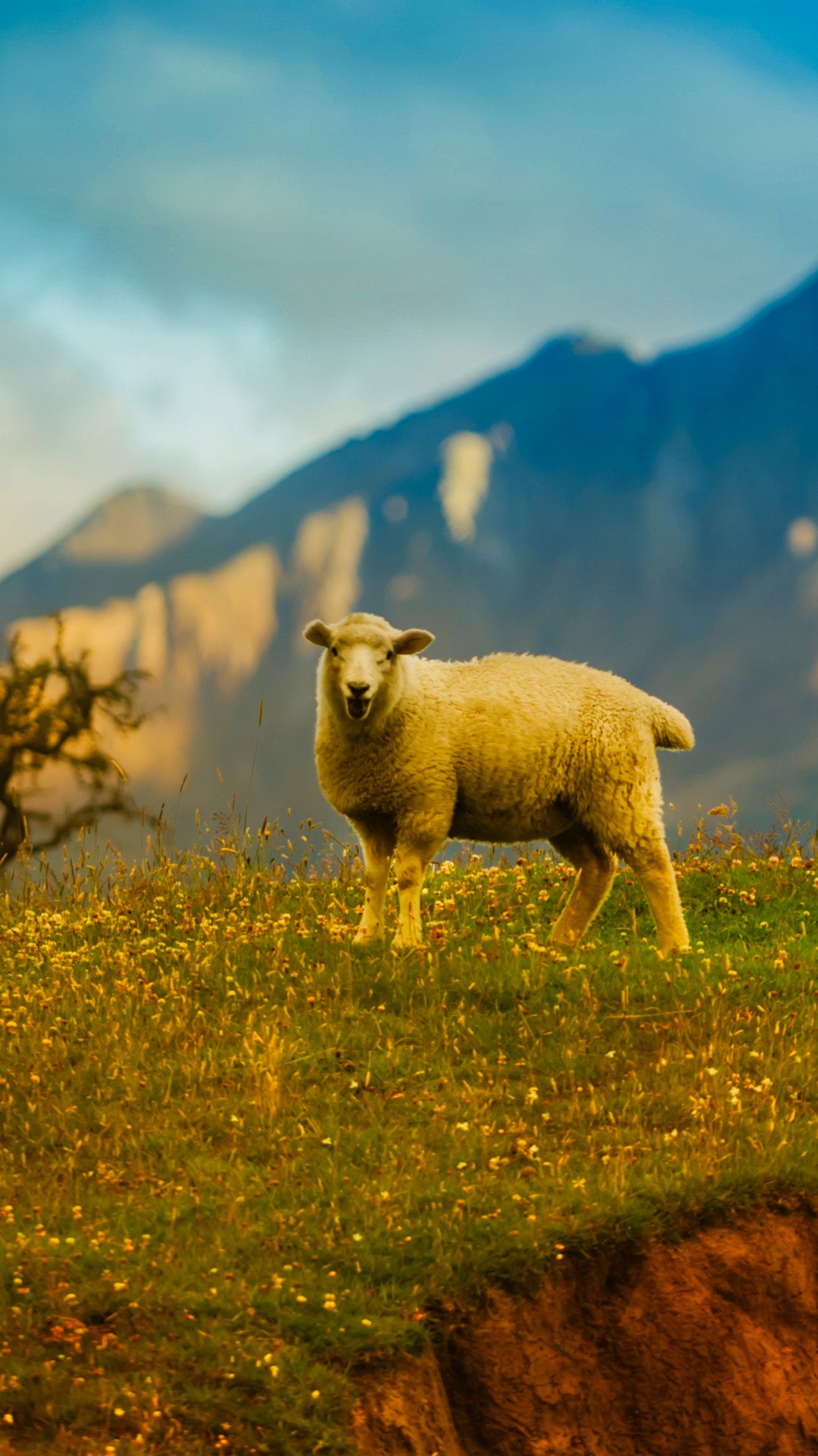 Sheep In The Mountains - HD Wallpaper 