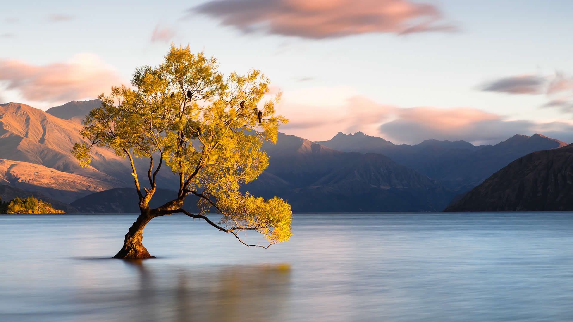 Lake Wanaka Tree New Zealand 1920x1080 Wallpaper