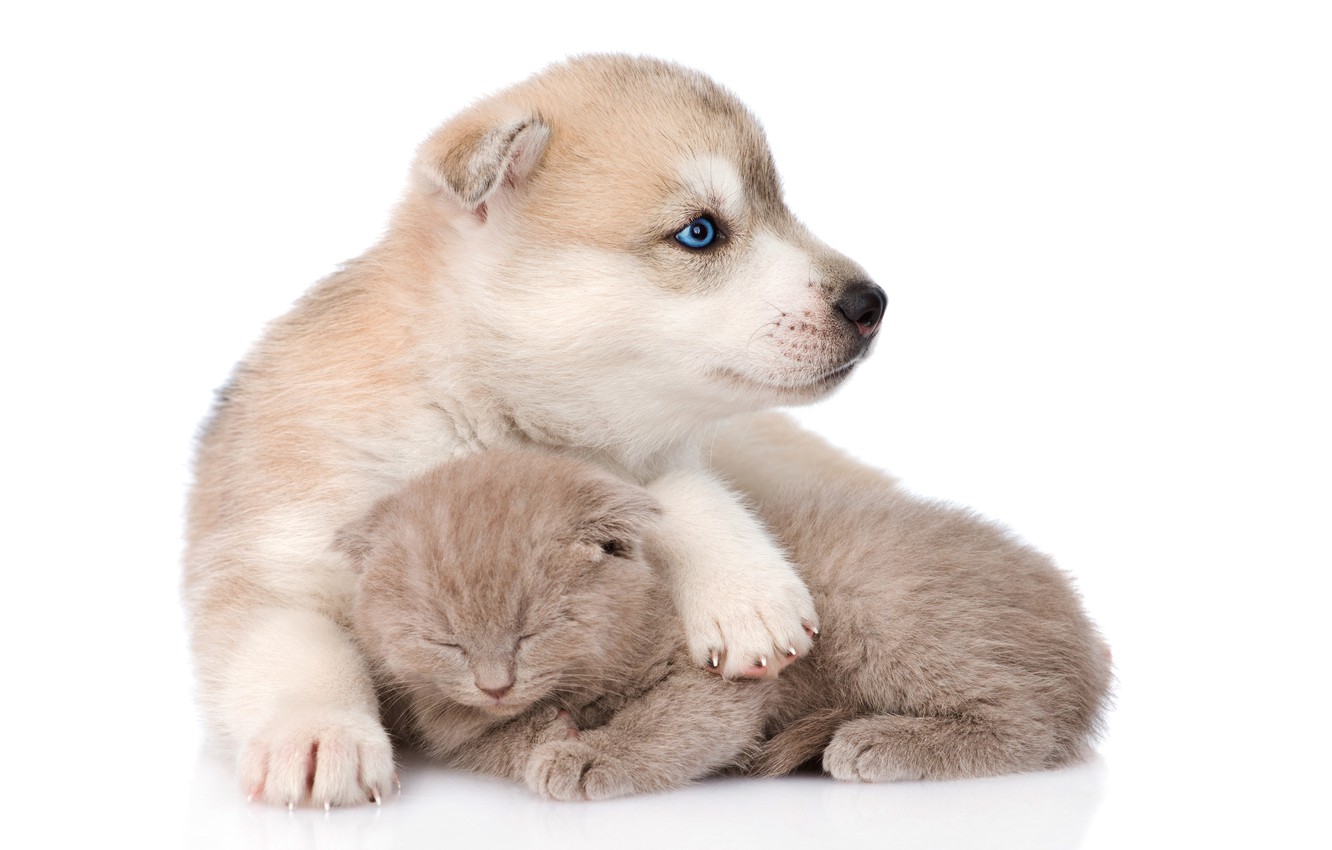 Photo Wallpaper Kitty, Fluffy, Sleeping, Puppy, Friends, - Puppy And Kitten Backgrounds - HD Wallpaper 