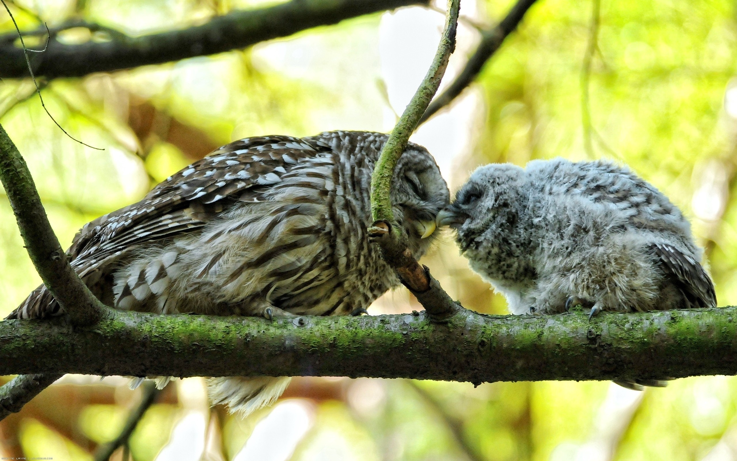Wallpaper Owl, Couple, Affection, Twigs, Birds - Buho Con Sus Hijo - HD Wallpaper 