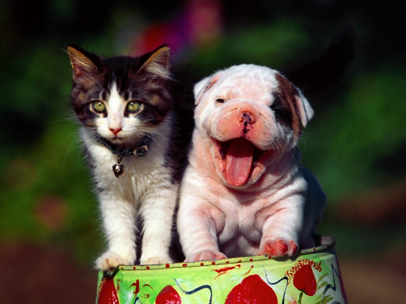 Crazy Happy Puppy And Kitten - HD Wallpaper 