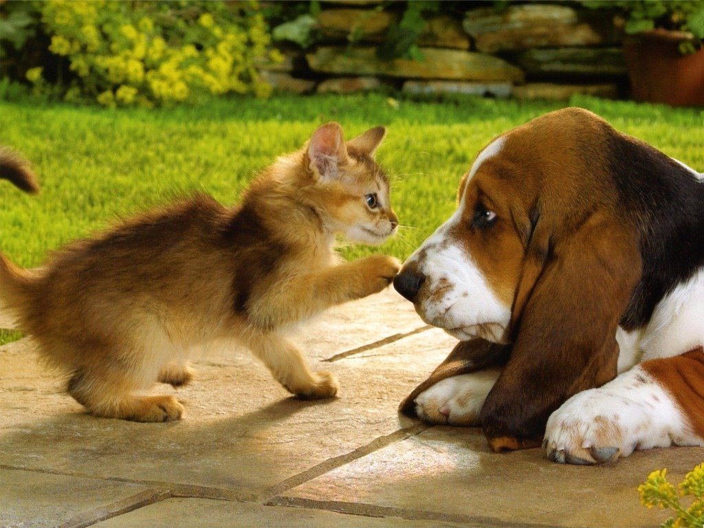 Basset Puppy And Ginger Kitten - Cute Puppies And Kittens - HD Wallpaper 