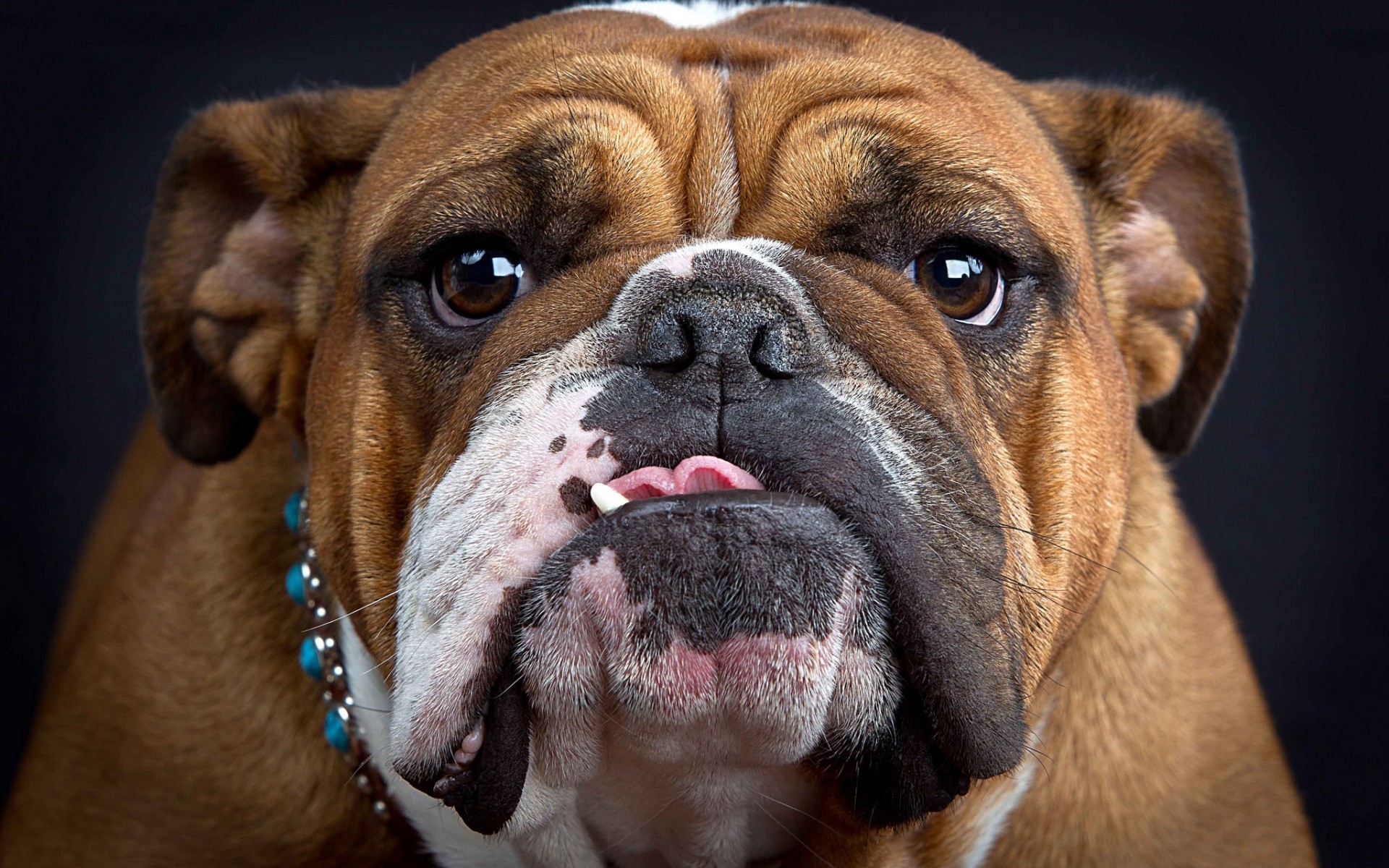 Awesome Face Bulldog Wallpaper Desktop Wallpaper - Bulldog Wallpaper Hd - HD Wallpaper 