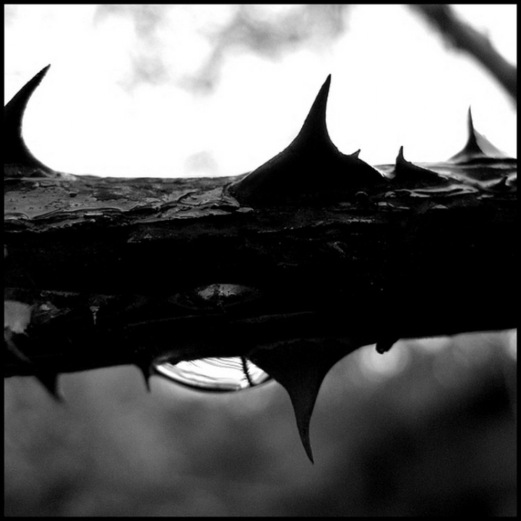 Wallpapers Nature Plants - Monochrome - HD Wallpaper 