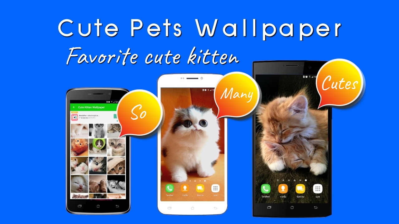 Cute Cat - HD Wallpaper 