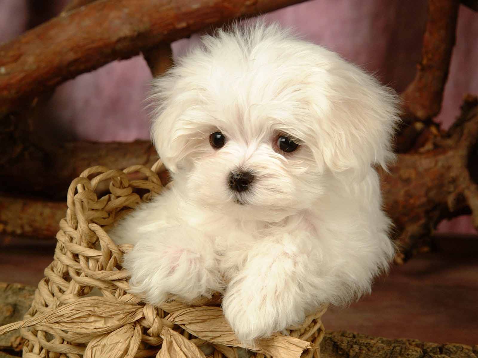 Cute Puppy Wallpaper - Cute White Maltese Puppies - HD Wallpaper 