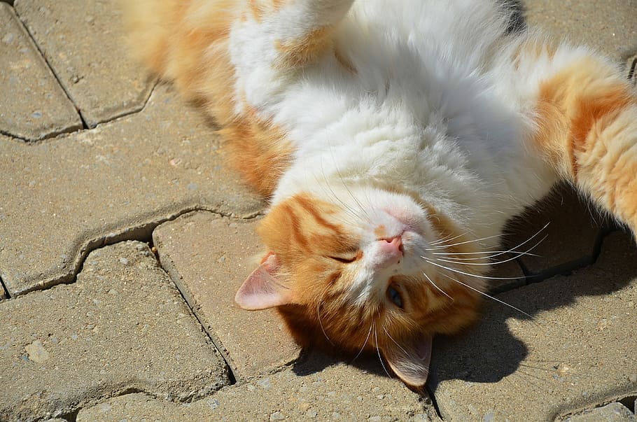 Orange Tabby Cat, Animal, Pet, Kitten, Mammal, Cute, - HD Wallpaper 