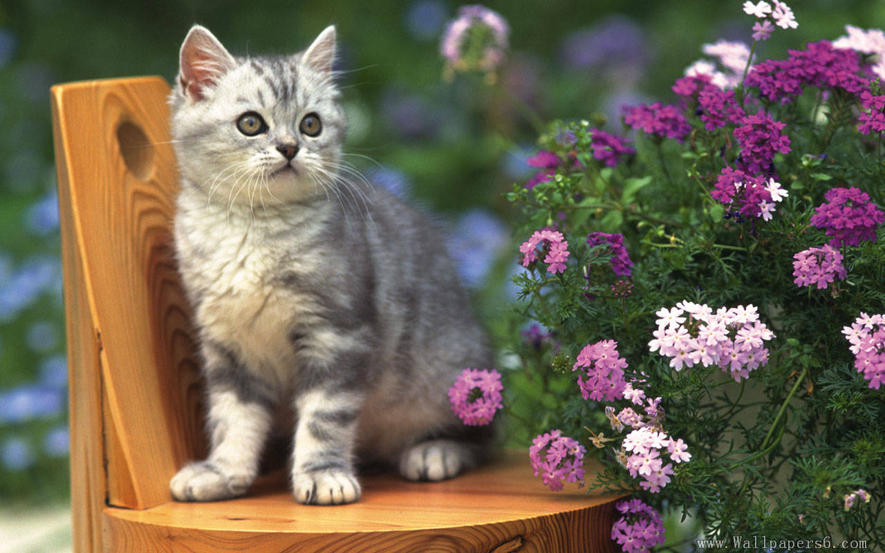 Flowers And Cat Wallpaper Free - HD Wallpaper 