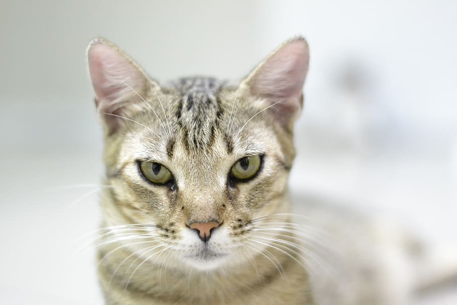 Cute, Cat, Small, Skin, Kitten, Look, Mammal, One Animal, - HD Wallpaper 