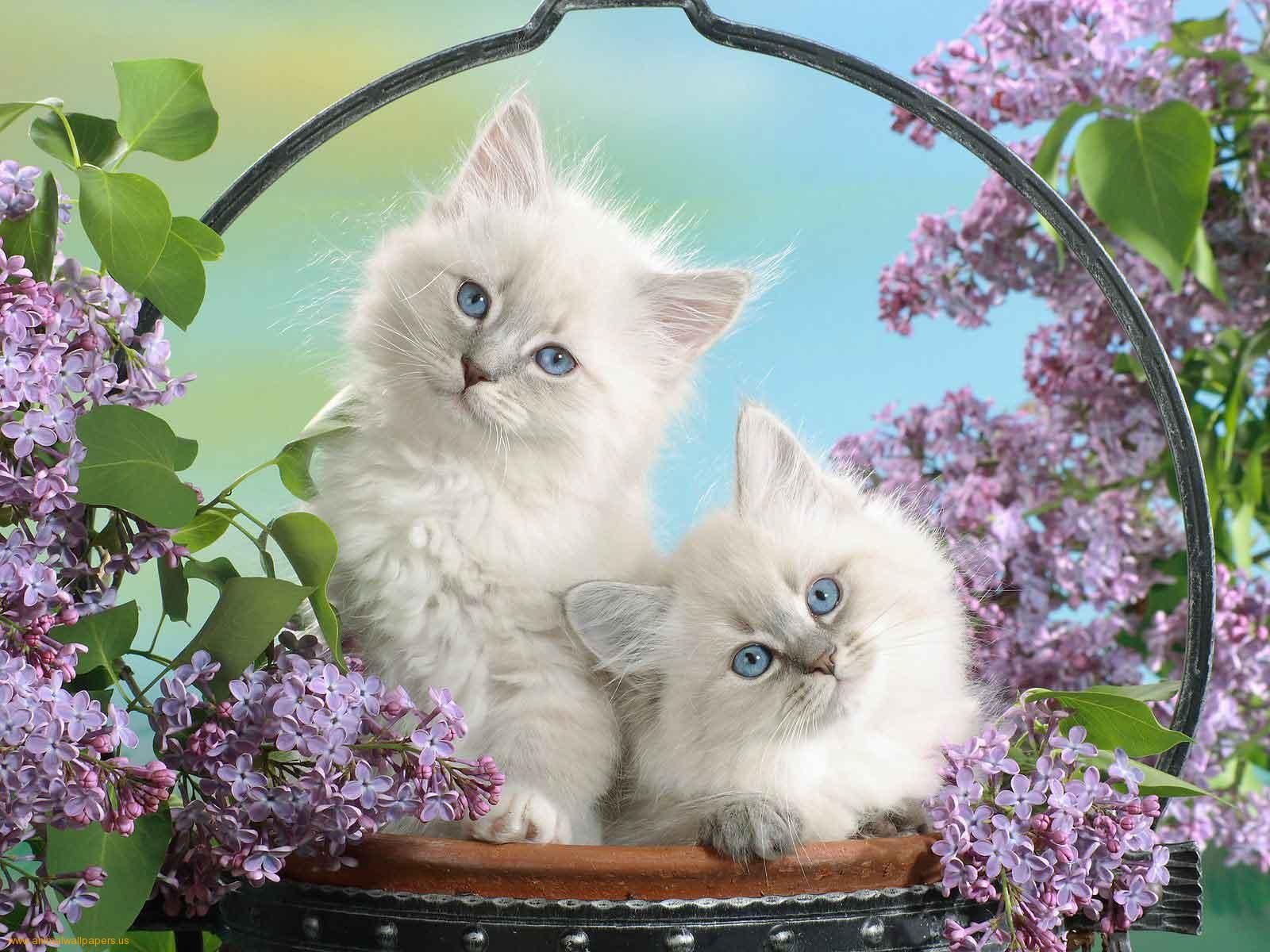 Cute Cats Background - HD Wallpaper 
