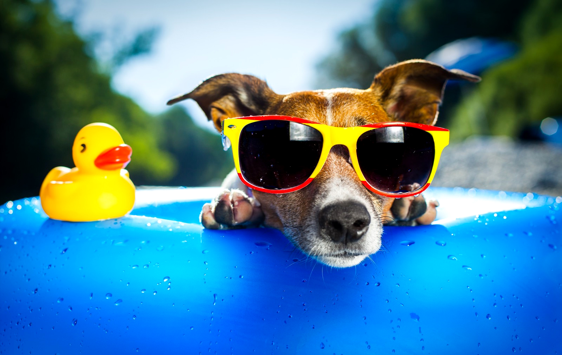 Dog In Pool Background - HD Wallpaper 