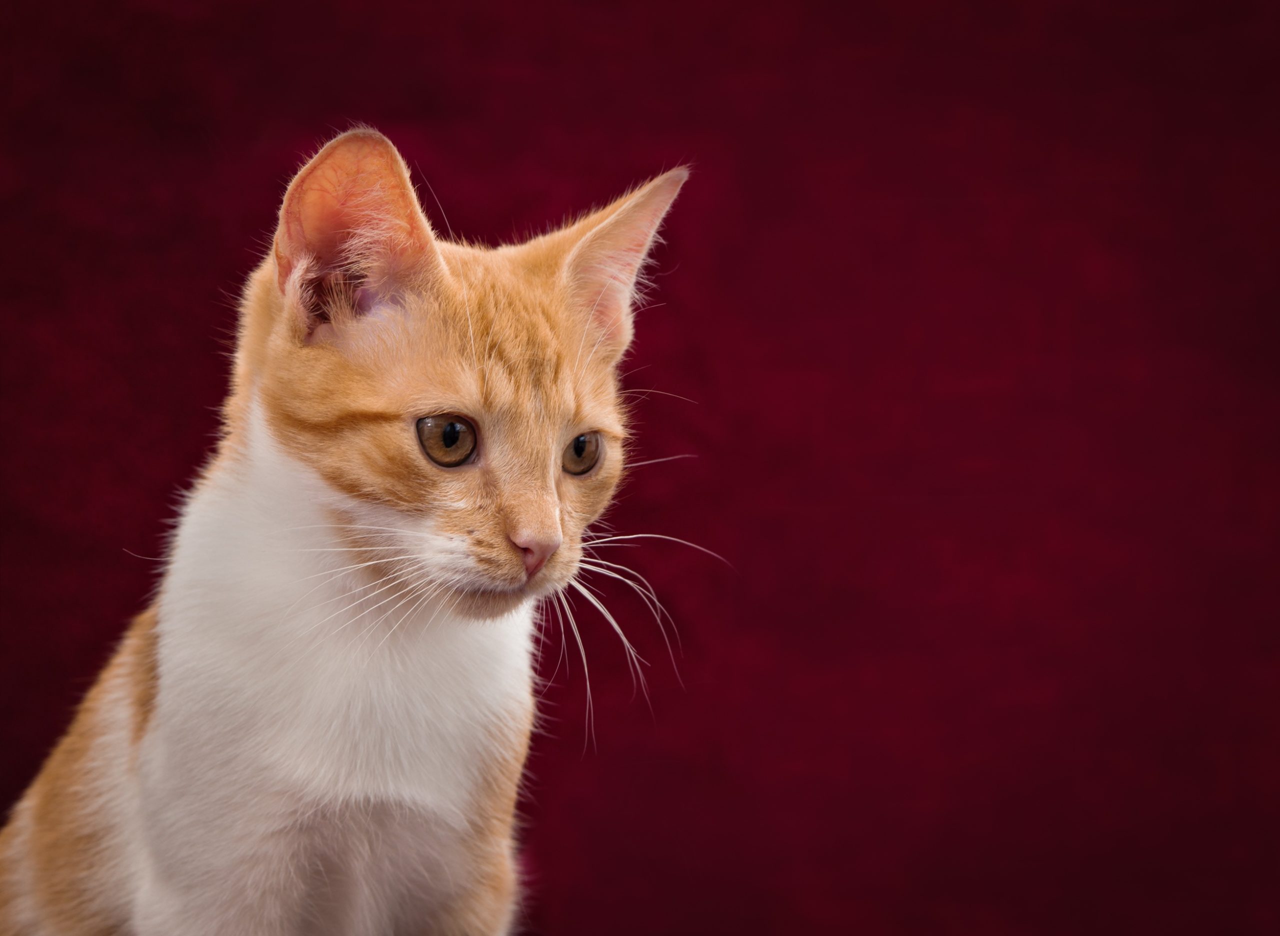 Background Wallpaper Cat Cute Red White Pet Kitten - Cat - HD Wallpaper 
