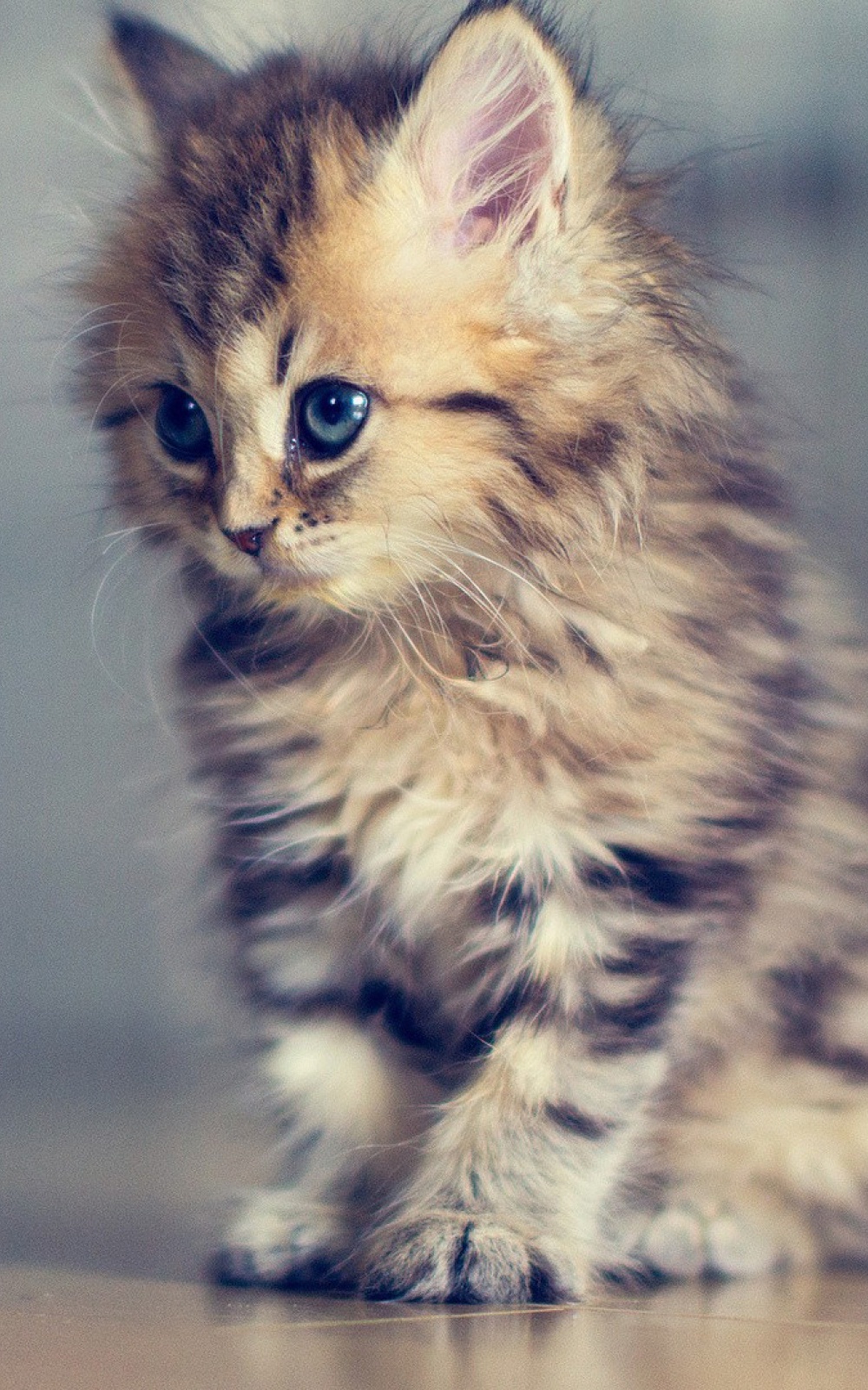 Kitten Wallpaper For Android - HD Wallpaper 